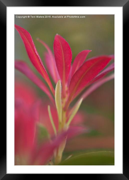  New Shoots Framed Mounted Print by Terri Waters
