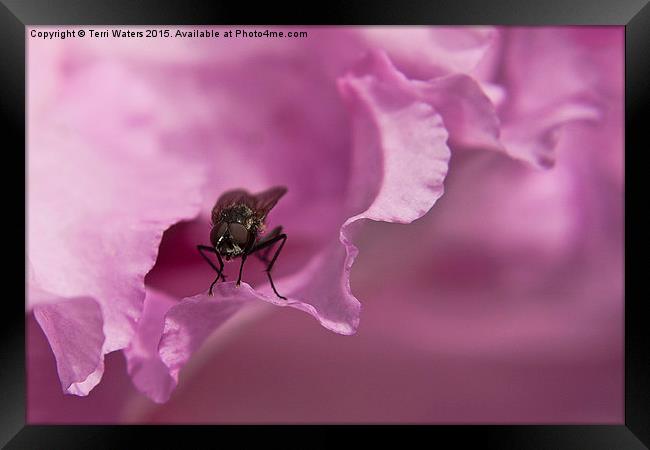  Fly On A Rhododendron Framed Print by Terri Waters