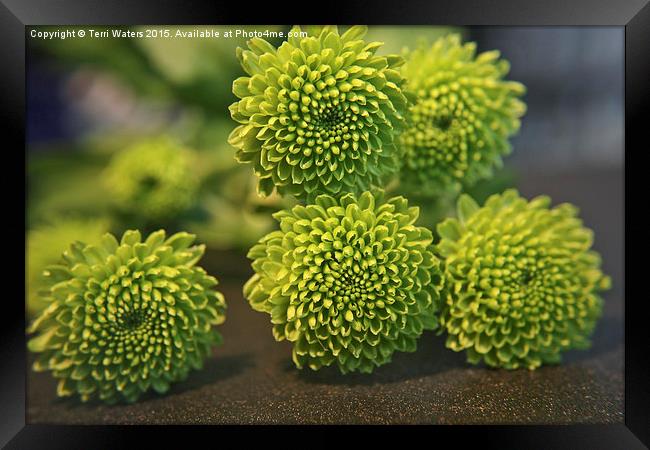  Green Buttons Framed Print by Terri Waters