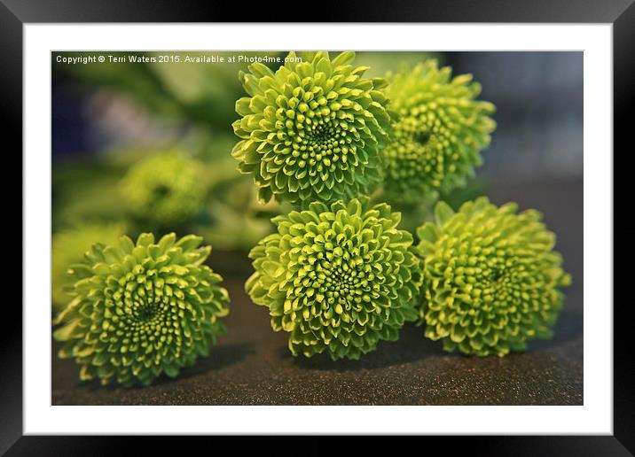  Green Buttons Framed Mounted Print by Terri Waters