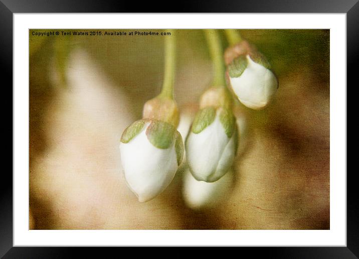  Cherry Blossom Buds Framed Mounted Print by Terri Waters