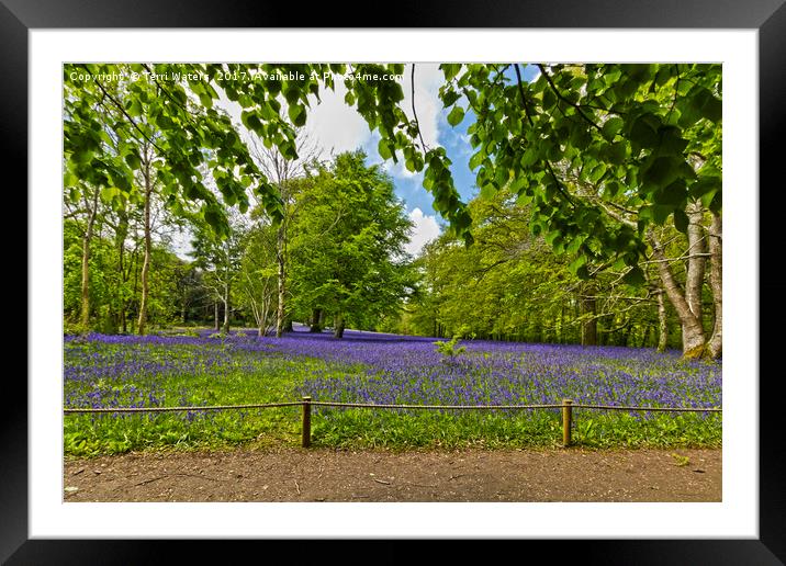 Bluebells At Enys Framed Mounted Print by Terri Waters