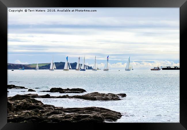 The Working Boats Race Falmouth 2018 Framed Print by Terri Waters