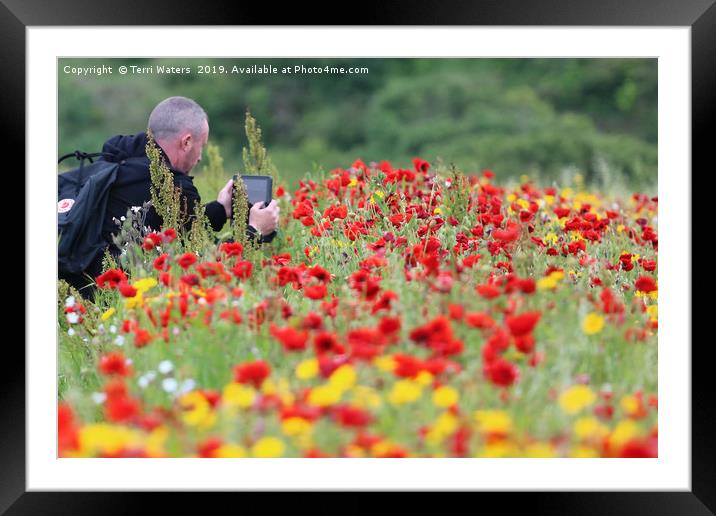 Man in the Poppies Framed Mounted Print by Terri Waters