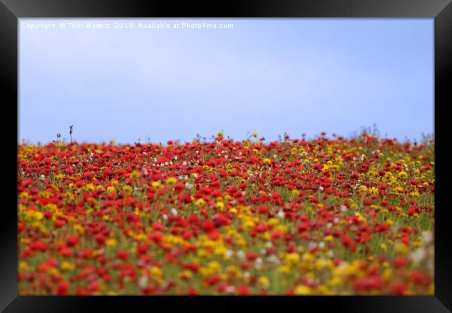 Colourful Field Framed Print by Terri Waters