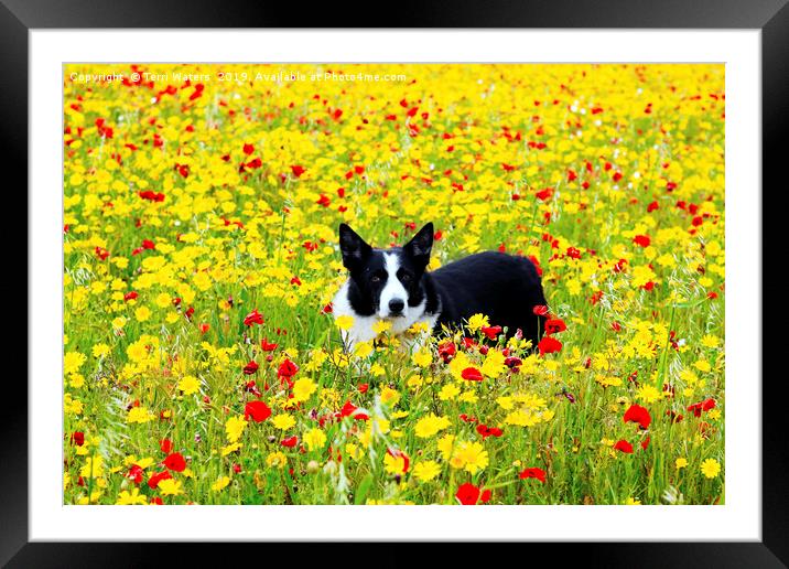 Dog in the Flowers Framed Mounted Print by Terri Waters