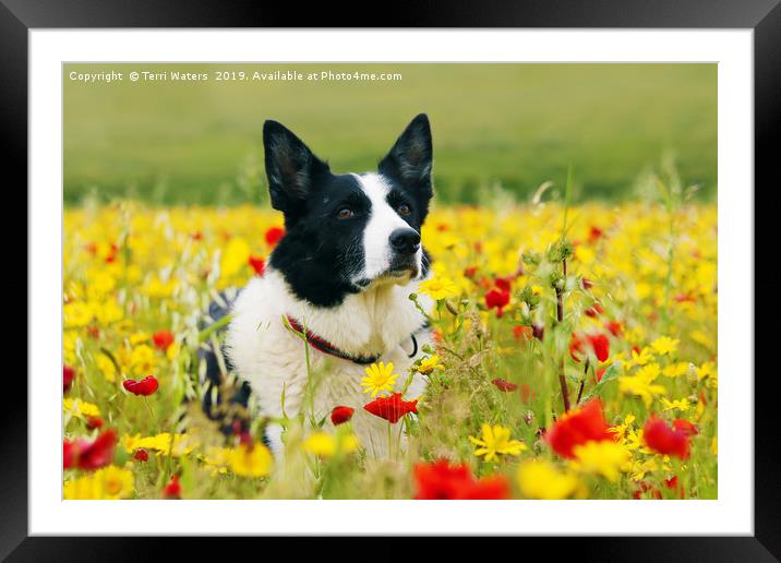 Dog Sitting Pretty in the Flowers Framed Mounted Print by Terri Waters