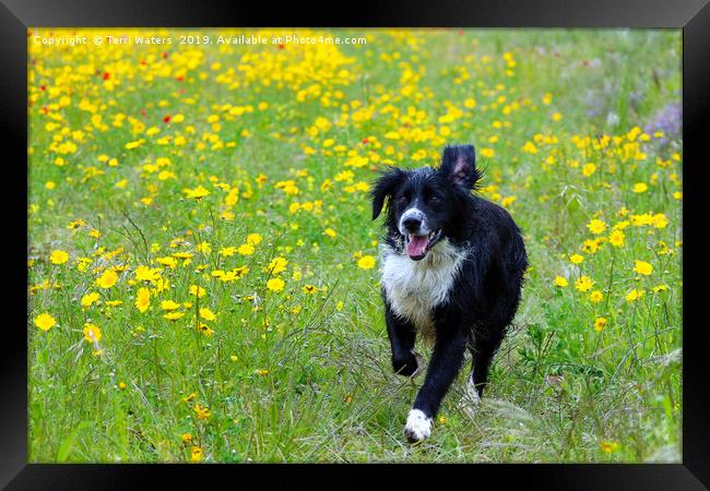 Happy Dog Framed Print by Terri Waters