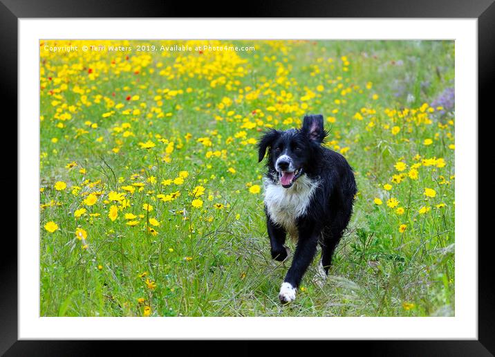 Happy Dog Framed Mounted Print by Terri Waters