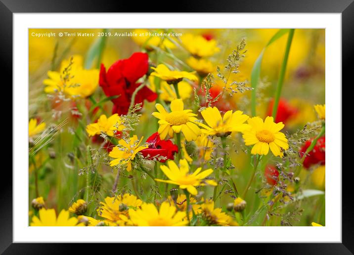 Natures Arrangement Framed Mounted Print by Terri Waters
