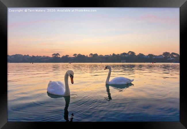 Restronguet Swans At Sunrise Framed Print by Terri Waters