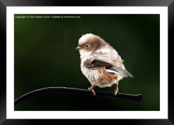 Long Tailed Tit Baby Framed Mounted Print by Terri Waters