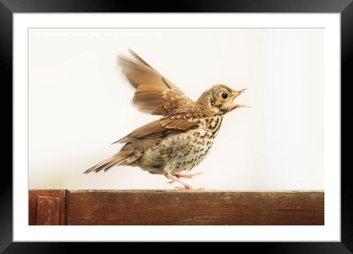 Excited Thrush Framed Mounted Print by Terri Waters