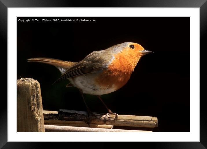 Watchful Robin Framed Mounted Print by Terri Waters