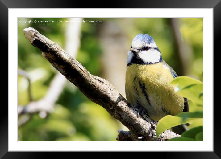 Blue Tit on a Branch Framed Mounted Print by Terri Waters