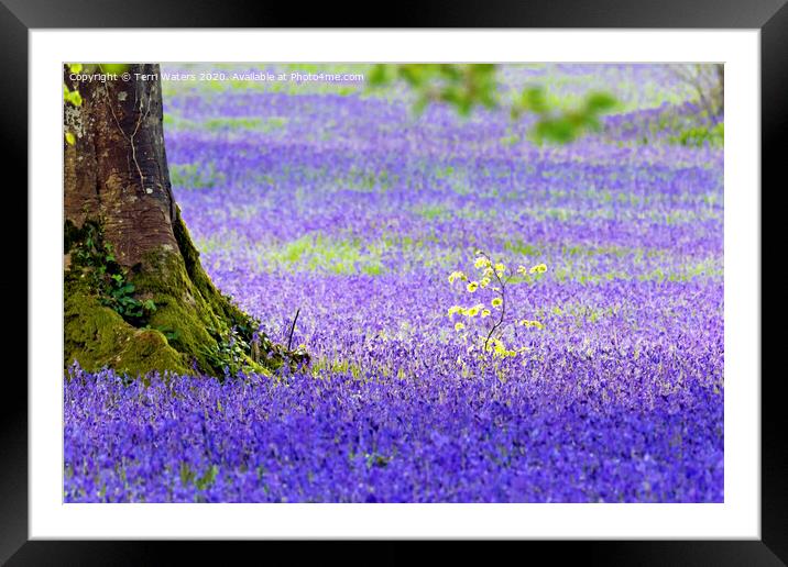 Bluebells Framed Mounted Print by Terri Waters