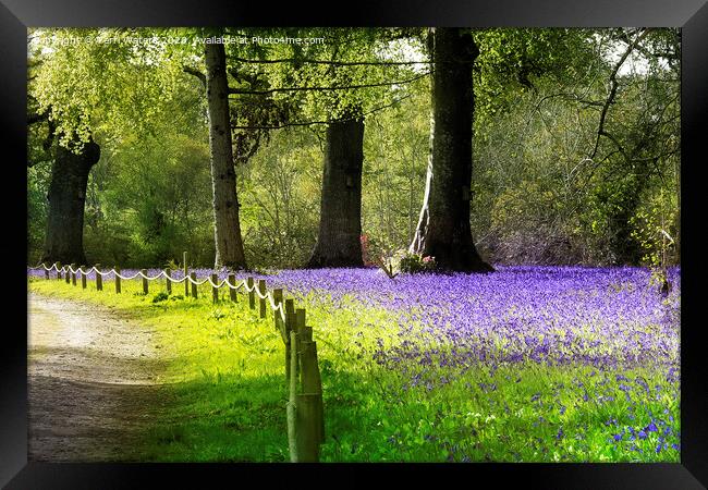 Enys Bluebells Framed Print by Terri Waters