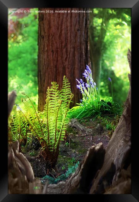 Spring in The Stumpery Framed Print by Terri Waters