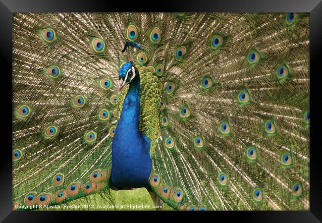 Peacock Framed Print by Alasdair Preston
