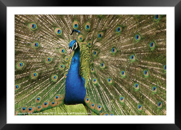 Peacock Framed Mounted Print by Alasdair Preston