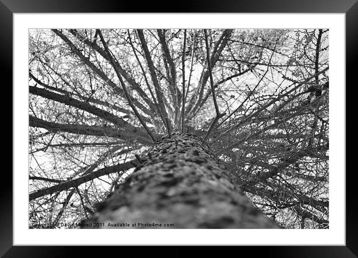 Tree From Below Framed Mounted Print by David Murrell