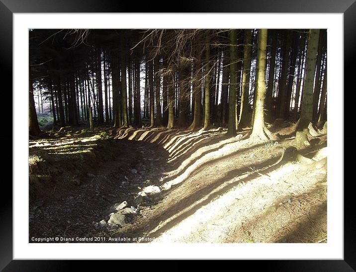 Striped shadows over woodland track Framed Mounted Print by DEE- Diana Cosford