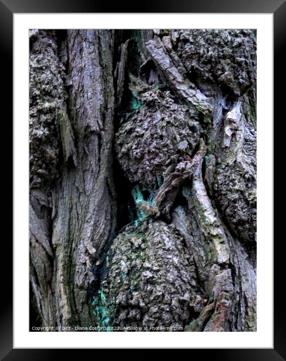 Gnarled, knurled but enduring! Framed Mounted Print by DEE- Diana Cosford