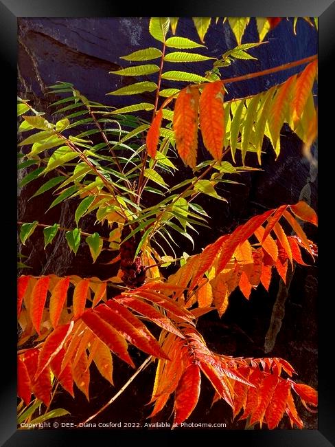 Uplifting leaves on an uplifting day Framed Print by DEE- Diana Cosford