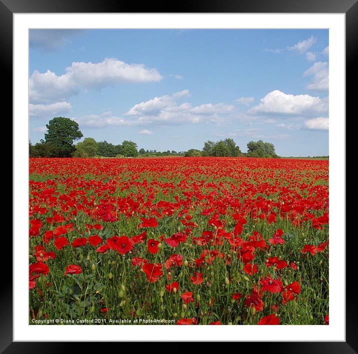 Poppy Field, Northamptonshire, England Framed Mounted Print by DEE- Diana Cosford