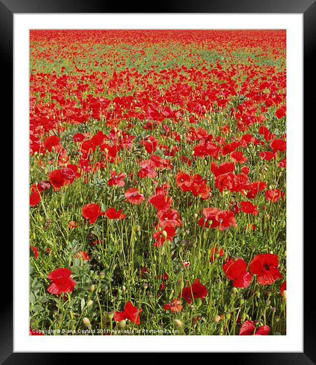 Poppies, poppies, poppies Framed Mounted Print by DEE- Diana Cosford