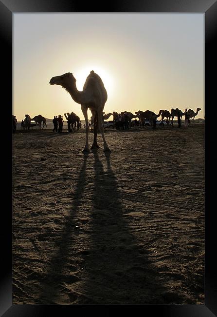Lone camel silhouette, long shadows Framed Print by DEE- Diana Cosford