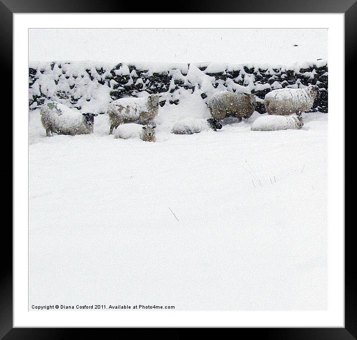 Sheep sheltering in snow Framed Mounted Print by DEE- Diana Cosford