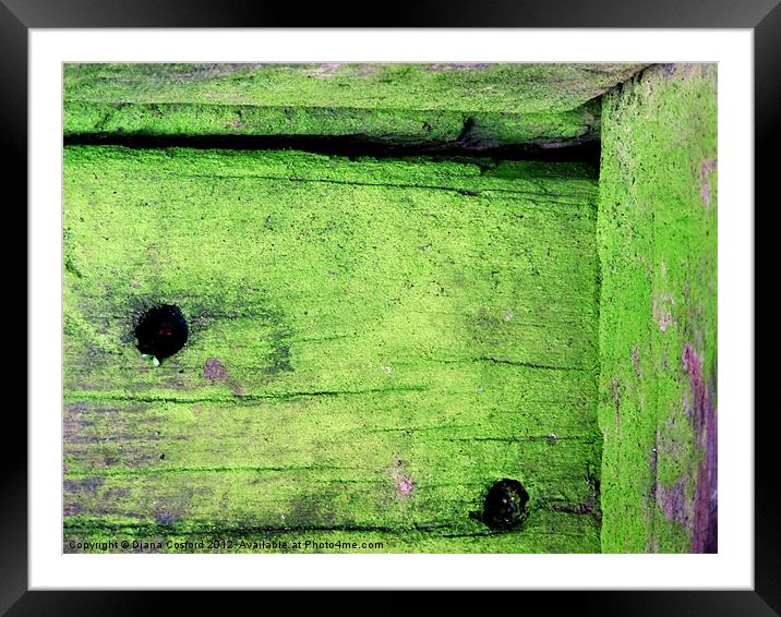 Mossy timber Framed Mounted Print by DEE- Diana Cosford