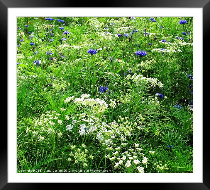 Olympic Stadium Wildflower Landscape Framed Mounted Print by DEE- Diana Cosford