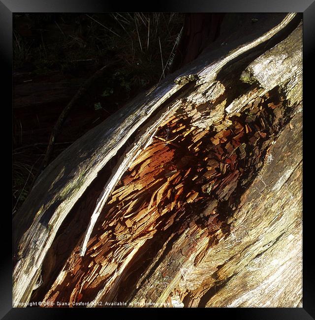 Bark of fallen tree Framed Print by DEE- Diana Cosford