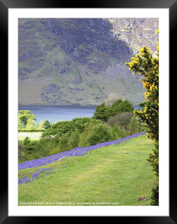 Bluebells, Rannerdale Cumbria Framed Mounted Print by DEE- Diana Cosford