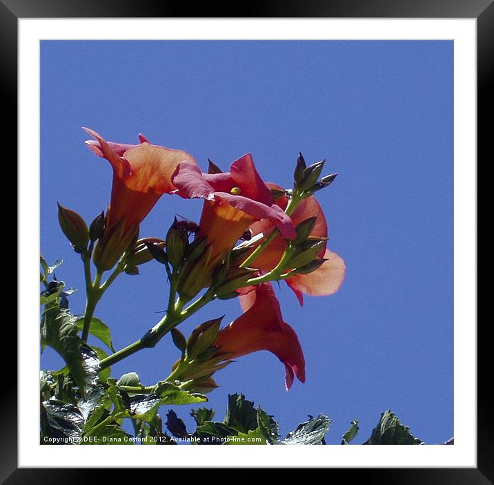 Pelargonium, orange red, against sky Framed Mounted Print by DEE- Diana Cosford