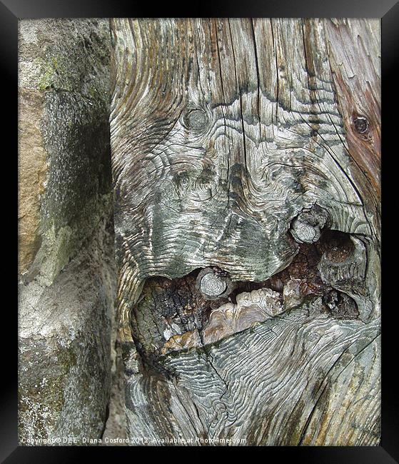 Gnarled tree bark Framed Print by DEE- Diana Cosford