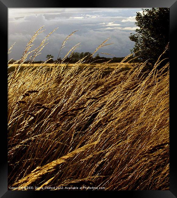 Windswept grasses Cranfield Airport Framed Print by DEE- Diana Cosford