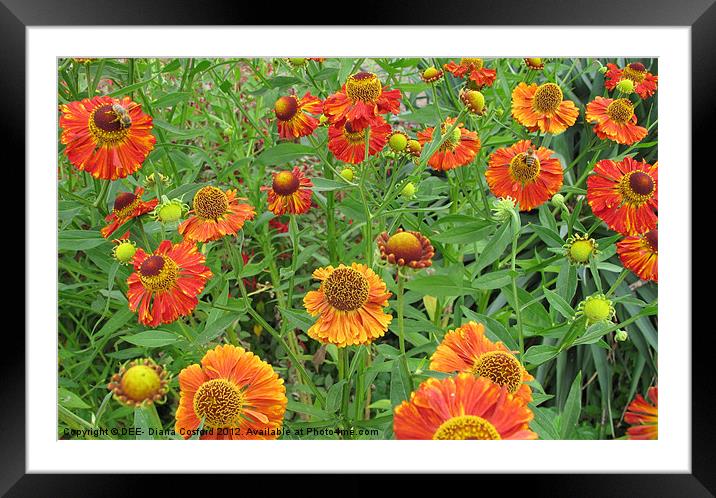 Bright orange flowers with honey bees Framed Mounted Print by DEE- Diana Cosford
