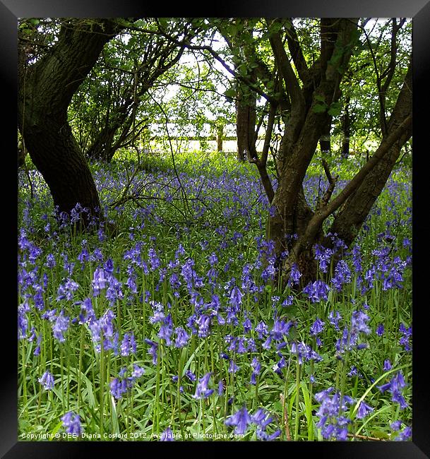 Bluebell Wood, Cranfield Framed Print by DEE- Diana Cosford