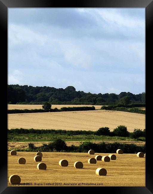 Hay bales in Bedfordshire Framed Print by DEE- Diana Cosford