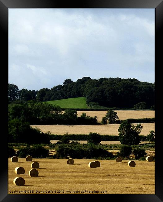Hay Bales Bedfordshire 2 Framed Print by DEE- Diana Cosford