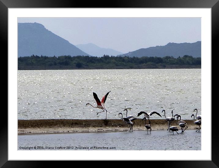 Flamingo take-off, Gialova Lagoon, Greece Framed Mounted Print by DEE- Diana Cosford