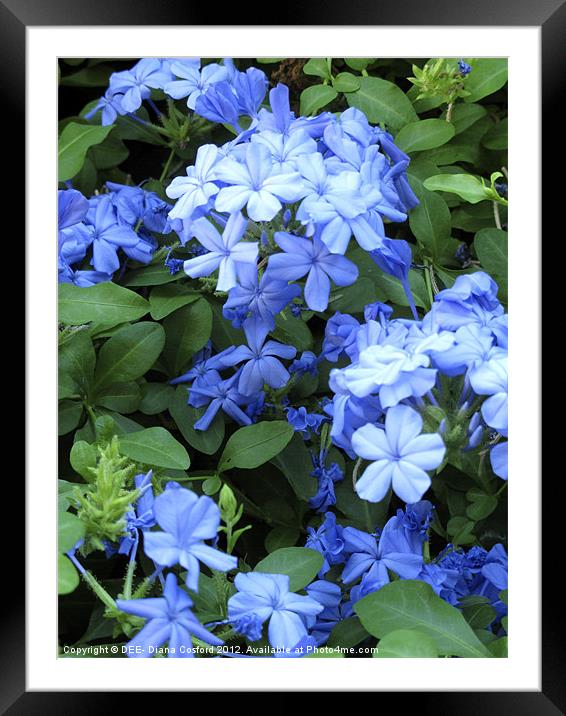 Blue Plumbago, Athens, Greece Framed Mounted Print by DEE- Diana Cosford
