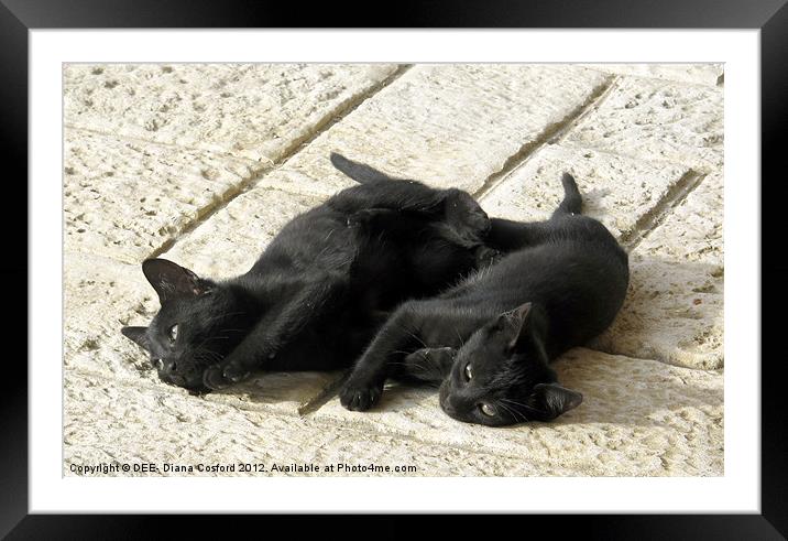 Black kittens tired from tussle Framed Mounted Print by DEE- Diana Cosford