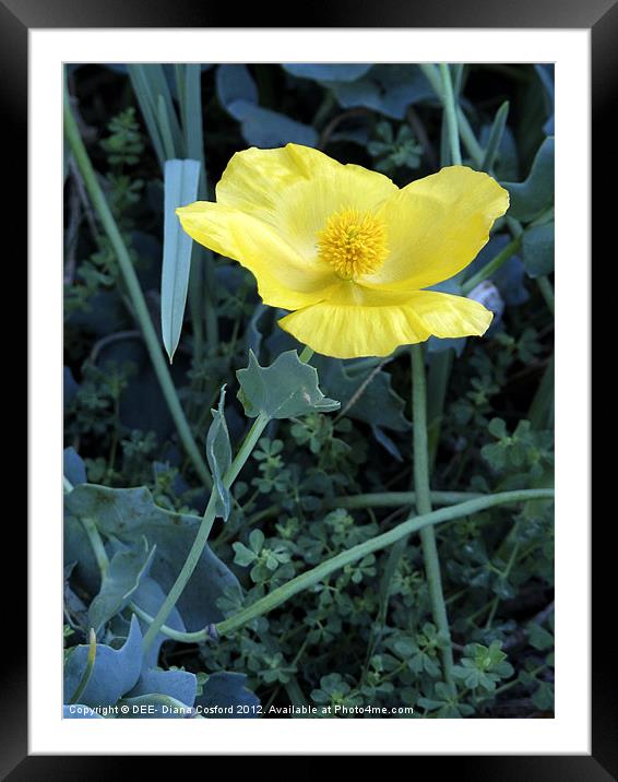 Yellow Poppy Framed Mounted Print by DEE- Diana Cosford
