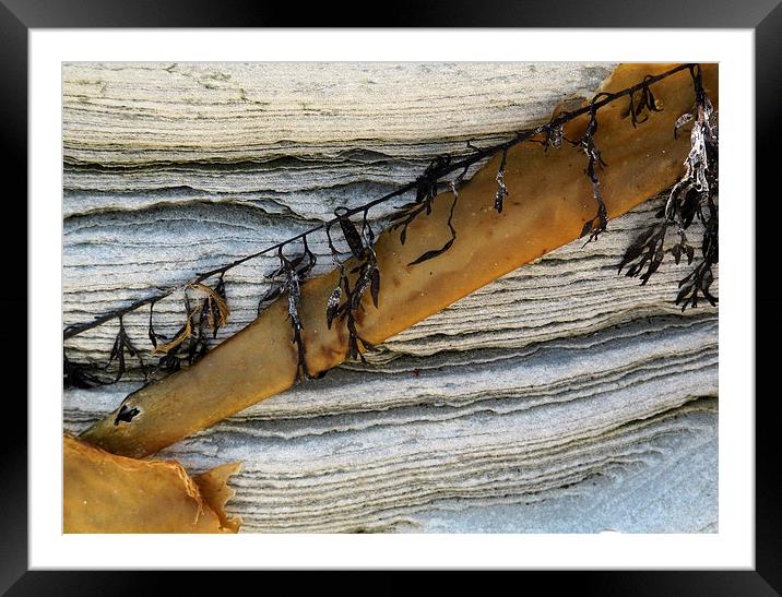 Seaweed & rock patterns Framed Mounted Print by DEE- Diana Cosford