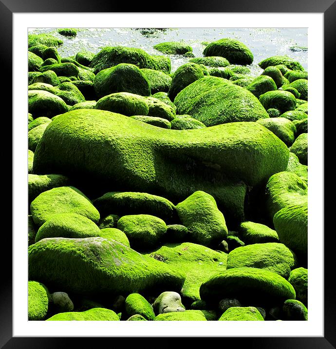 Sculptural sea rocks & seaweed Framed Mounted Print by DEE- Diana Cosford