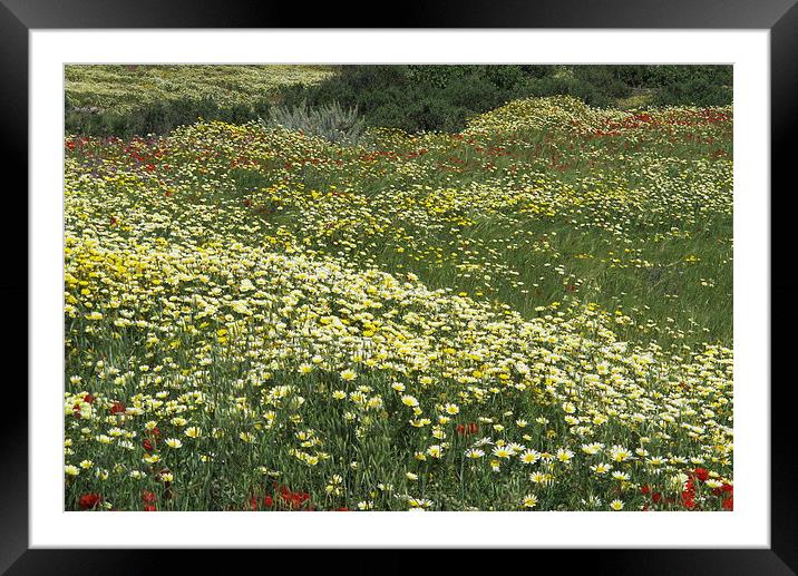 Chamomile & yellows, Greek Island Framed Mounted Print by DEE- Diana Cosford